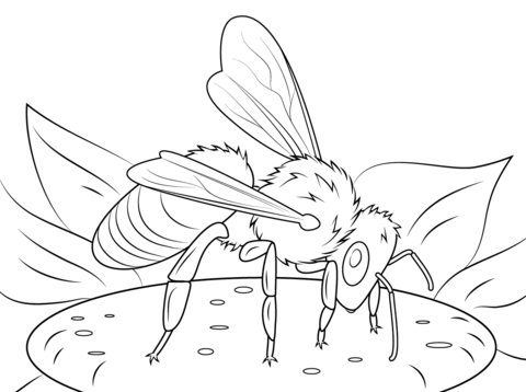 European Honeybee Coloring Page